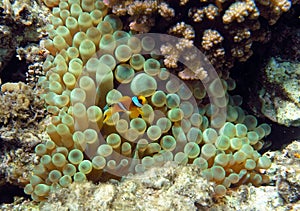 Yellow two-stripes anemon