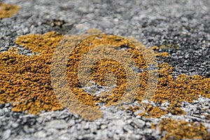 Yellow Type Mildew Texture On Pavement