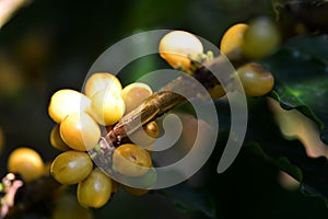 Yellow typical coffee