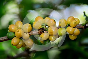 Yellow typical coffee on tree