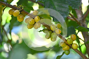 Yellow typical coffee on tree