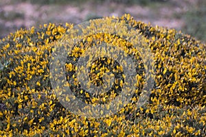 Yellow ulex densus shrub.