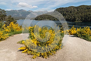 Yellow ulex flowers at Correntoso lake