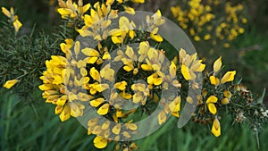 Yellow Ulex gorse flowers in early spring in New Zealand