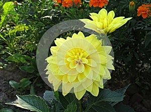 Yellow undersized dahlia close up