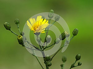 Yellow unobtrusive weeds