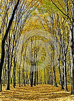 Yellow valley among beeches trees photo