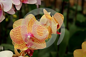 Yellow Vanda flower orchid blooming.