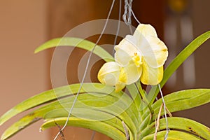 yellow vanda orchid folwer