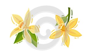 Yellow Vanilla or Vanilla Orchid Flower with Green Leaf Vector Set