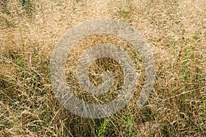 Yellow vegetative background