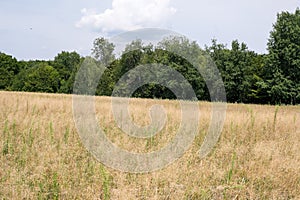 Yellow vegetative background