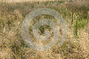 Yellow vegetative background