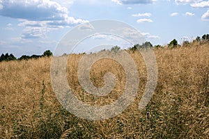 Yellow vegetative background