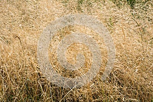 Yellow vegetative background