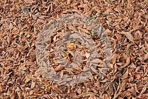 Yellow vegetative background