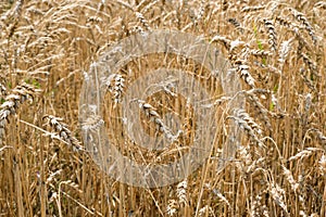 Yellow vegetative background