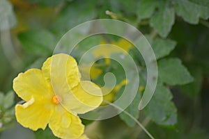 Yellow vegitable fruit flower
