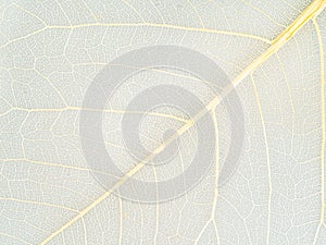 yellow veins of dried leaf close up on gray