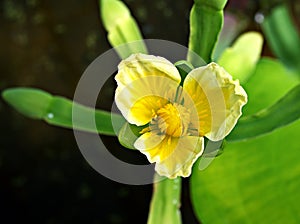 Yellow velvetleaf flower Limnocharis flava ,Buchenau ,Alismataceae Limnocharitaceae ,tropical plants ,macro image ,