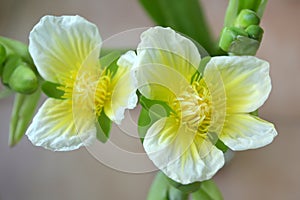 Yellow velvetleaf flower, Limnocharis sp.