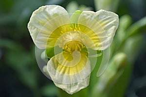 Yellow velvetleaf flower, Limnocharis sp.