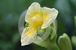 Yellow velvetleaf flower, Limnocharis sp.