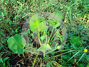 Yellow Velvetleaf Plant (Limnocharis Flava) Surrounded by Neptunia Oleracea and Water Spinach