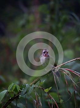 yellow vented bul bul bird