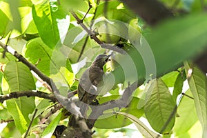 A Yellow-vented bulbul on Bell Fruit tree