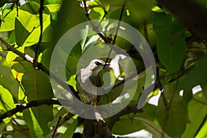 A Yellow-vented bulbul on Bell Fruit tree