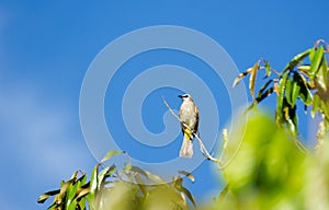 The yellow vented Bulbul bird