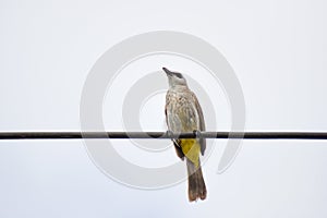 Yellow vented Bulbul bird on cable