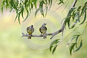 Yellow-vented bulbul birds perching on tree branch in Thailand (