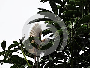 Yellow-vented Bulbul Hovering And Nipping At A Web