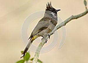 A yellow ventted bulbul