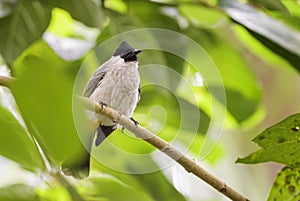 Yellow-vented Bulbul - Pycnonotus goiavier