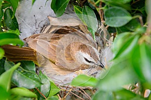 The yellow-vented bulbul Pycnonotus goiavier, or eastern yellow-vented is a kind of bird at Thailand