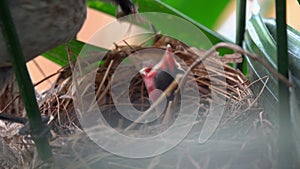 Yellow-Vented Bulbul Pycnonotus Goiavier Feeding New Born Chick in Nest. Bird Gives Food to Hungry Nestler. Animal