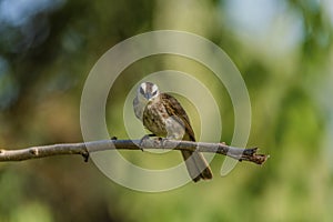 Yellow-vented Bulbul Pycnonotus goiavier perching