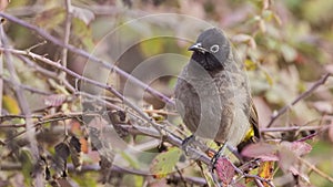 Yellow-vented Bulbul on Shrubs