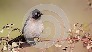 Yellow-vented Bulbul on Shrubs