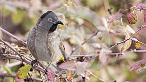 Yellow-vented Bulbul on Shrubs