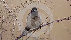 Yellow-vented Bulbul on Shrubs