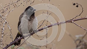 Yellow-vented Bulbul on Shrubs