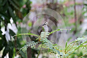 Yellow-vented Bulbul on tree