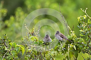 Yellow-vented, Dark-capped Bulbul bird on branch at Ngorongoro Crater in Tanzania, Africa