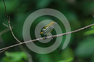 Yellow-vented Flowerpecker perchinh on a branch