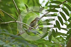 Yellow vented flowerpecker on tree