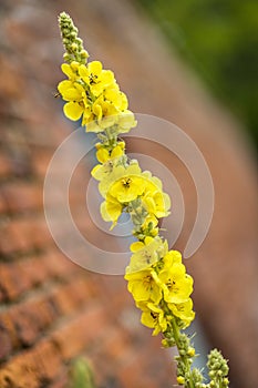 Yellow Verbascum against red brick wall